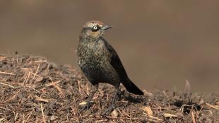 A Rusty Blackbird showing speckled black and golden plumage