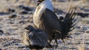 Greater Sage-Grouse pair