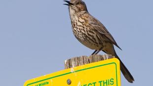 Sage Thrasher singing atop a sign post