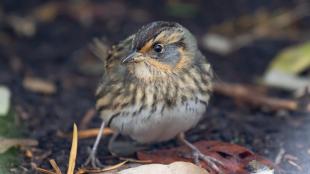 Saltmarsh Sparrow