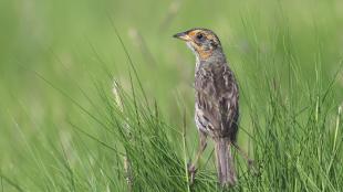 Saltmarsh Sparrow