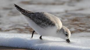 Sanderling beak down in foam at ocean's edge