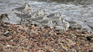 Sanderlings foraging on beach