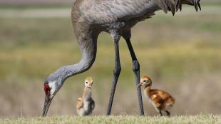 A Sandhill Crane lowers its head to feed on grassy area while two of its fluffy chicks stand near.