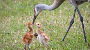 An adult Sandhill Crane on its long thin legs lowers its head toward two small fuzzy Sandhill Crane chicks