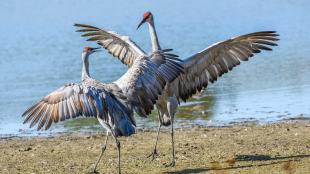 Two Sandhill Cranes leaping and "dancing" in courtship display