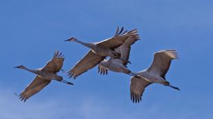 Sandhill Cranes in flight