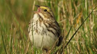 Savannah Sparrow singing