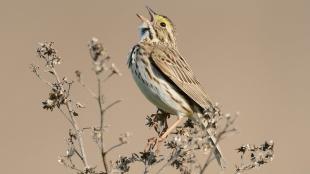 A small light brown and buff-colored bird sings while perched on a delicate branch.