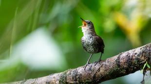 A Scaly-breasted Wren singing while standing on a branch, with diffuse greenery in background