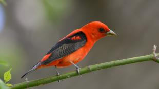 Scarlet Tanager