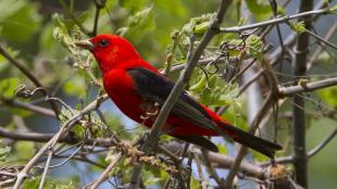 Scarlet Tanager showing vivid red plumage on head and body, with dramatic black eye, wing, and tail.