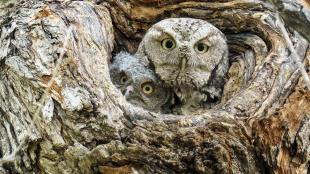 Screech Owl in nest with chick