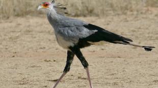 Secretarybird walking through golden grass in sunlight