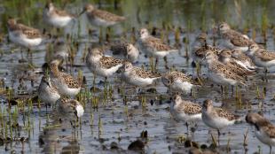 Semipalmated Sandpipers