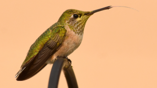 A Calliope hummingbird with its tongue out