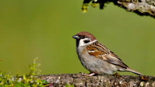 Eurasian tree sparrow stands on tree branch