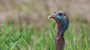 Wild turkey hen peers through tall grass