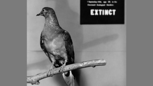 A black-and-white photo of a taxidermied Passenger Pigeon posed on a bare branch. The background shows a museum plaque that reads "Martha" and "Extinct".