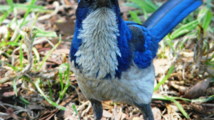 A close-up view of an Island Scrub-jay seen head on. The bird has a white breast and belly, a black mask, and blue body.