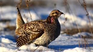 Sharp-tailed Grouse