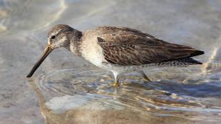 Short-billed Dowitcher