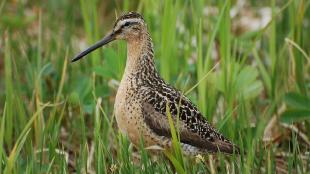 Short-billed Dowitcher