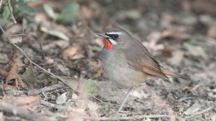 Siberian Rubythroat