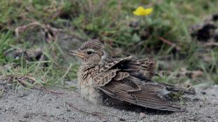 Skylark taking a dust bath