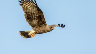 Snail Kite