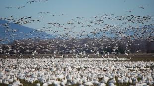 Snow Geese