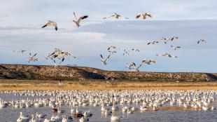 Flocks of Snow Geese, some sitting on a body of water, some in flight, with mountains and cloudy sky in the background