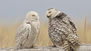 Snowy Owls