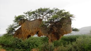 Sociable-Weaver nest