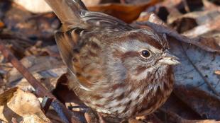 Song Sparrow foraging in leaves