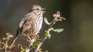 Song Sparrow singing in sunlight