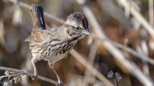 Song Sparrow seen in right profile, its tail flicking up, while perched on a branch