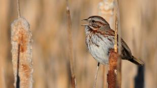 Song Sparrow