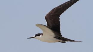 Sooty Tern in flight