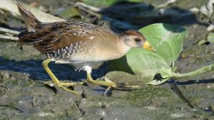 A Sora walks across shallow wetlands in Illinois