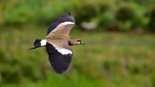 A brown and black bird, outstretched wings showing bony "spur" tips, flying from viewer's left to right