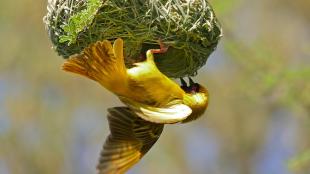 A male Southern Masked Weaver hanging upside down from the hanging nest he is weaving from grass.