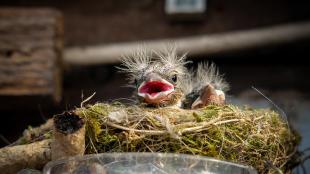 Two sparrow chicks peeping over the edge of a nest built in an outdoor ashtray. A couple pieces of old cigarette pieces are at the edge of the nest.