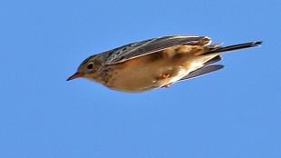 Sprague's Pipits in flight