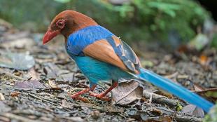 Vividly colored Sri Lanka Blue Magpie foraging on the ground