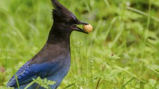 Steller's Jay with hazelnut