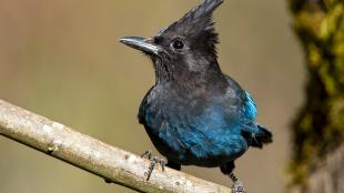 Steller's Jay perched on a branch, it's head turned to the side showing the crest of feathers on its head