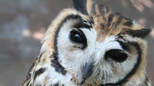 Closeup of a Striped Owl's face as it looks toward the viewer, showing large dark eyes and gray curved beak