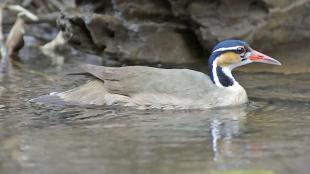 A Sungrebe swimming.