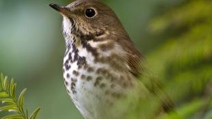 Swainson's Thrush